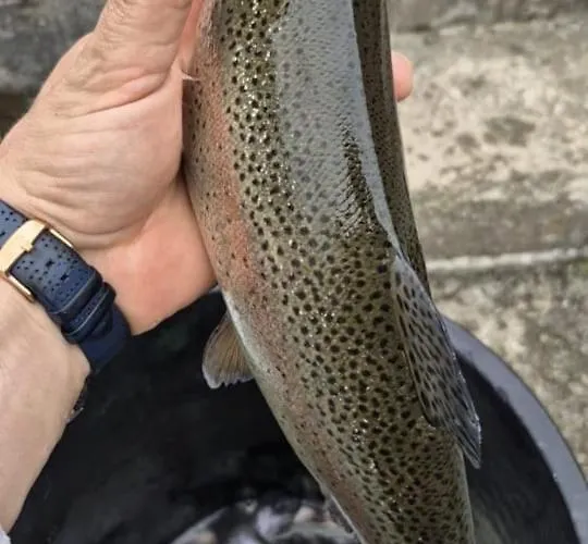 Pansiyon Bujtina Trofta Jone Shengjin (Mirdite)